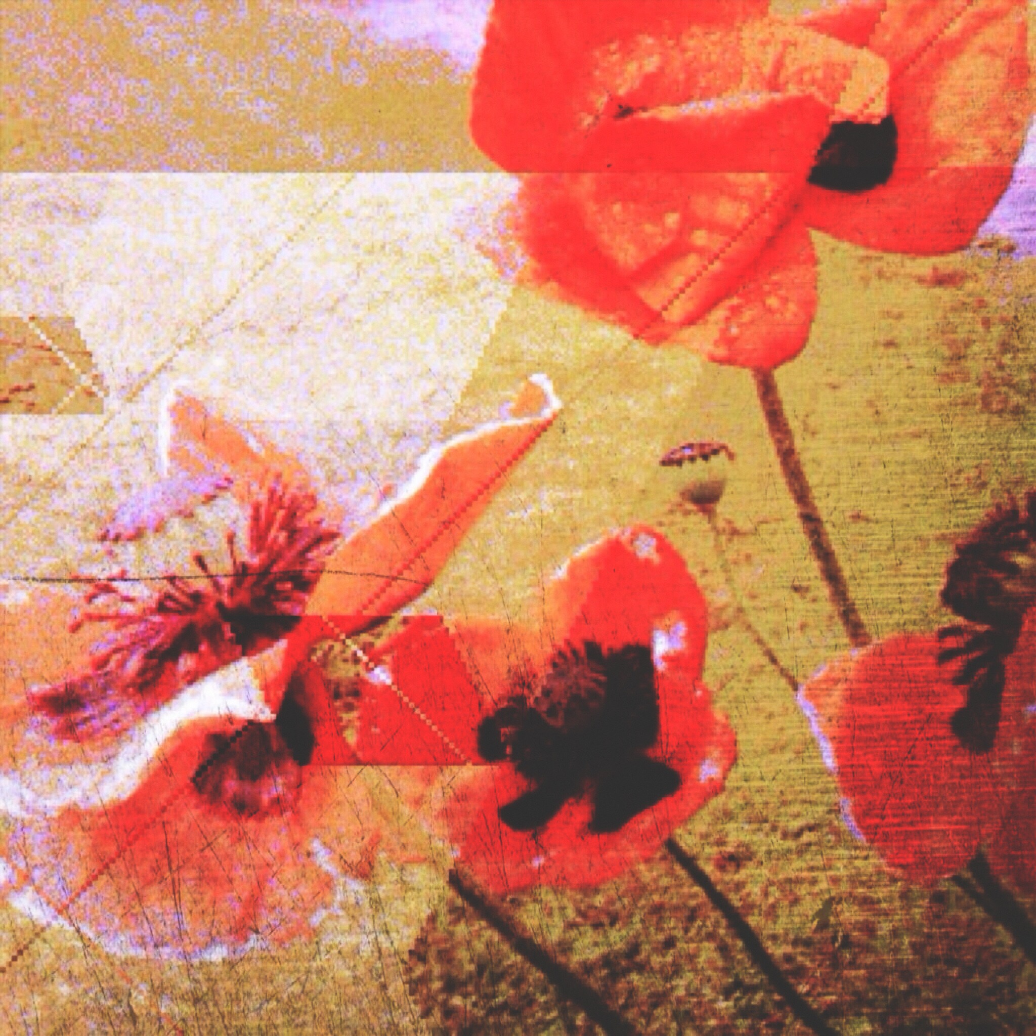 abstract image of poppies