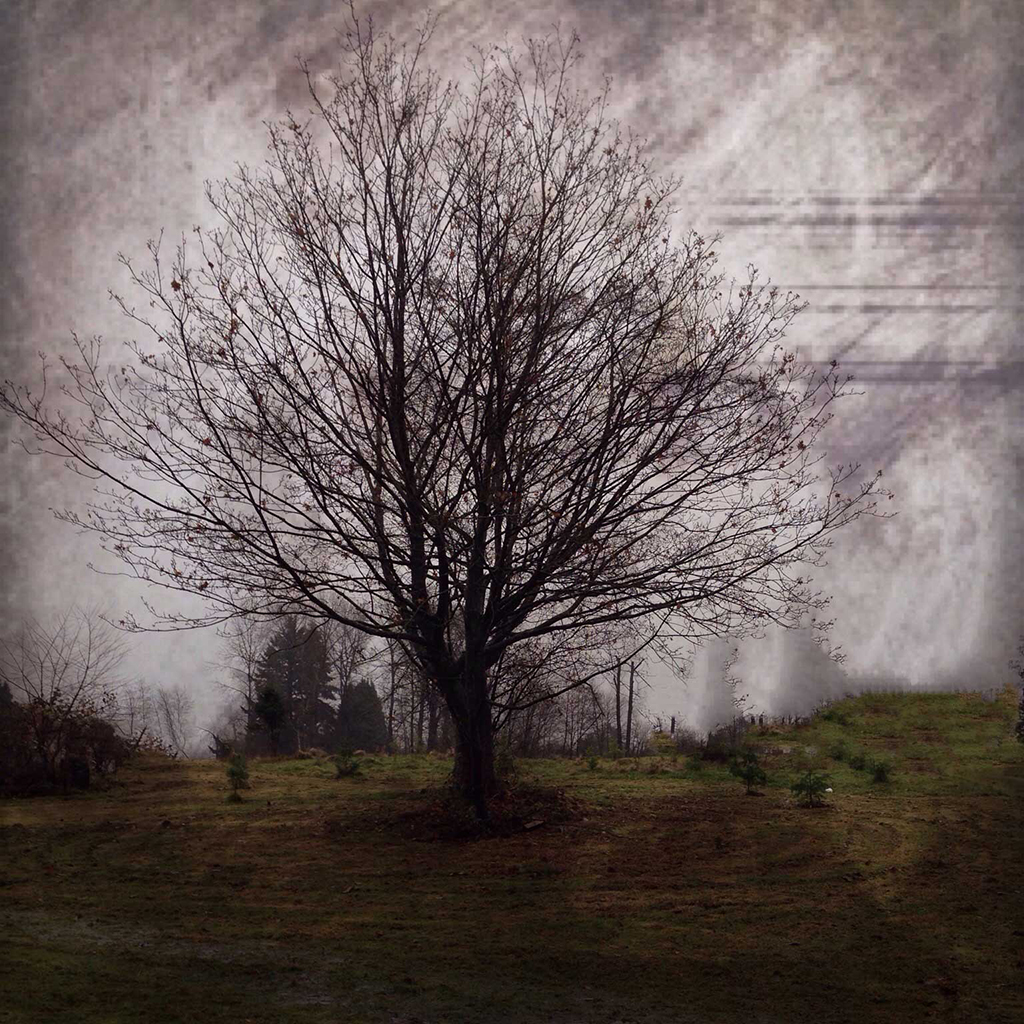 tree with purple sky