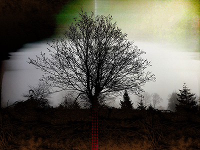 tree with green background