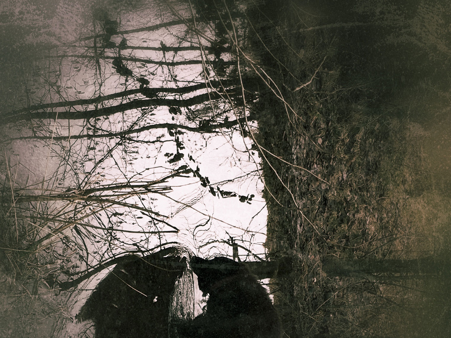 Dog drinking by lake