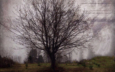 The Tree – Triptych